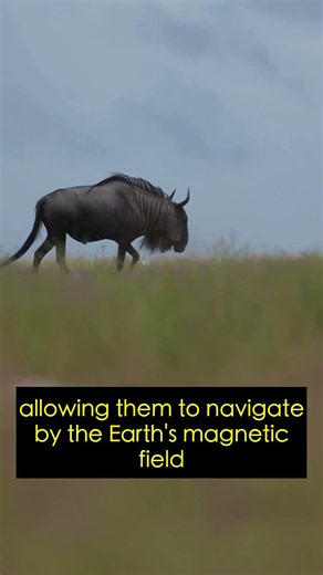 Wildlife Facts: Animal Migration