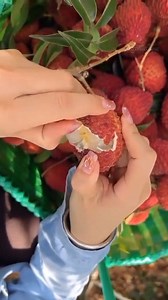 49K views · 1.1K reactions | #lychee #reelschallenge | Himalayan Farming | Facebook