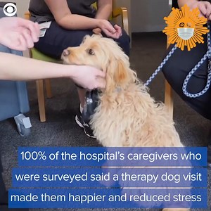 Meet Rosie, a therapy dog helping the staff at a hospital in Australia cope with long and difficult hours during the coronavirus pandemic https://cbsn.ws/33rkmsR | CBS Sunday Morning