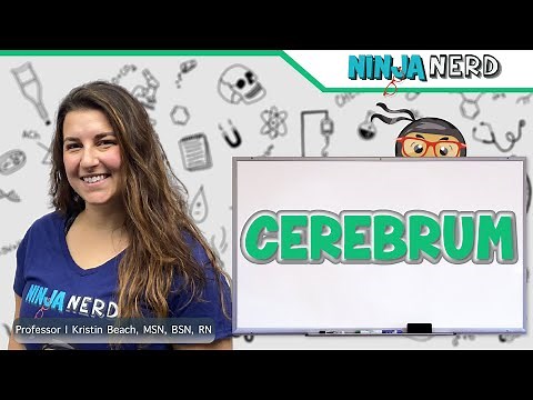 Cerebrum | Structure & Function