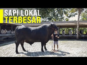 Cetak Sapi Lokal Terbesar Mahasiswa ini Meraup Untung Besar dan Juara Kontes Sapi Nasional