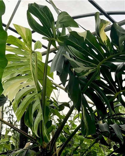 Exploring Monstera Deliciosa Fruit for the First Time