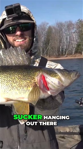 Late fall bites are on 🔥 New Video is LIVE ... link in bio #walleyefishing #fishing #walleye | Tom Boley