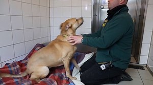 19K views · 362 reactions | Pluto is the Peter Pan of the dog...