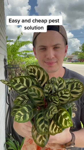 Effective Pest Control: A Natural Solution for Spider Mites, Mealy Bugs, and Aphids