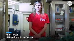 Dead sperm whale washes ashore on Hawaii beach with stomach full of fishing nets, plastic