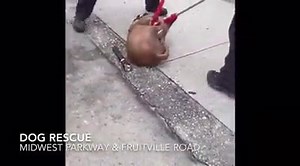 18K views · 172 reactions | DOG RESCUE: #SarasotaPolice Officers Bryant Singley & Kevin Schafer worked with the Sarasota County Sheriff's Office Animal Services and Sarasota Animal Advocates earlier today to rescue a dog from a storm drain near Midwest Parkway and Fruitville Road. It's believed the dog was in the storm drain for a day or two before being rescued. The dog is now with Animal Services being cared for. | Sarasota Police Department | Facebook