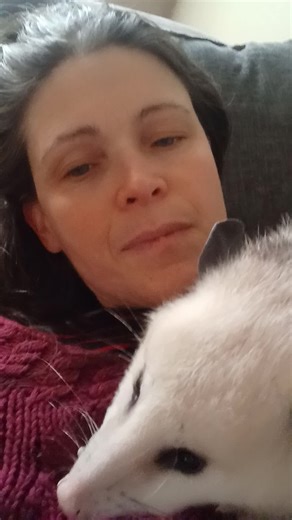 Opossums Enjoying Scrambled Eggs on My Sweater