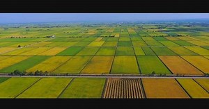 Chinese hybrid rice helps Malaysia reduce import reliance