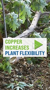 Copper increases plant flexibility. | Ag PhD