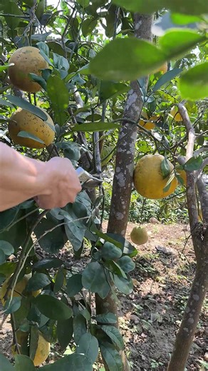 #fruit #fruits #asmr #satisfying #cuttingfruit