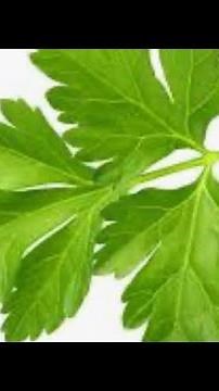 La différence entre le persil frisé, le persil plat, la coriandre et le basilic