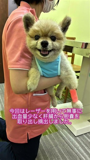 今回紹介させていただくのは、胆嚢粘液嚢腫により胆嚢切除の日帰りレーザー手術をうけられた１２歳ポメラニアンの男の子です。🐾🩺 #ひだまり動物病院 #レーザー手術