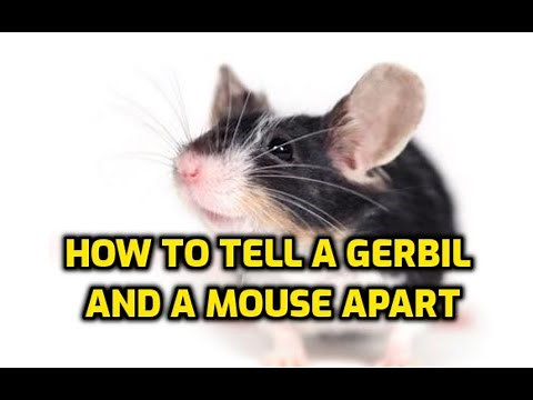 How To Tell A Gerbil And A Mouse Apart