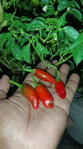 That taste, that chili.