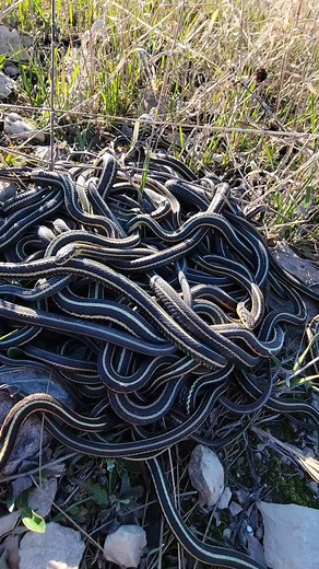 Big ole pile of Nope Ropes! This is a breeding ball of Red-sided and Plains Garter Snakes. Comment how many you think are in this pile!#fyp #foryou #explorepage #explore #snake #reptile #fypシ #reels #wildlife #nature #gartersnake #snakes #pile | Snakeaholic