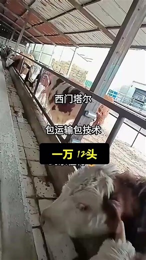 Improved Yellow Cattle Breeding Base | Simmental Heifers Farm#LivestockBreeding #RuralAgriculture