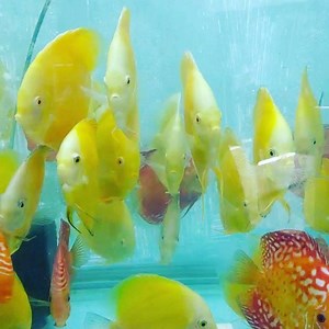 When they're ready for their new homes. Timid..... I don't think so. #wattleydiscus #discus #discusfish #discus_fish #discusbreeding | Jack Wattley Discus