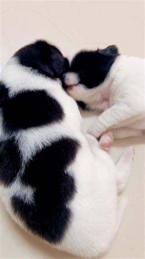 Chép gì mà chép dữ vậy con🤣#@ | Phà Ca Nguyễn