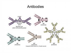 Adaptive Immunity Explained: T Cells, B Cells, Antibodies, and Memory Responses
