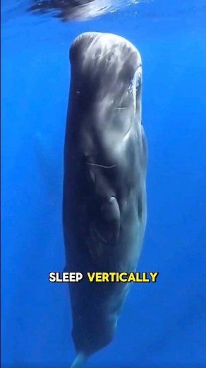 Ever wondered Why Sperm whales sleep Vertically?