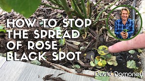 Black spot, or Diplocarpon rosae is a very common fungal disease that can affect most types of roses. The fungus infects the leaves and can weaken the plant’s growth. So, how do you stop the spread of rose black spot? For advice on how to deal with rose diseases visit my website: https://www.daviddomoney.com/a-pest-disease-guide-to-black-spot-on-roses/ #rose #roses #rosecare #rosecaretips #plants #plants #flowers #flower #garden #gardens #gardening #plants #howto #plants #plant #advice #gardener