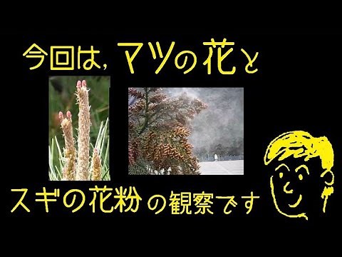 マツの花とスギの花粉の観察