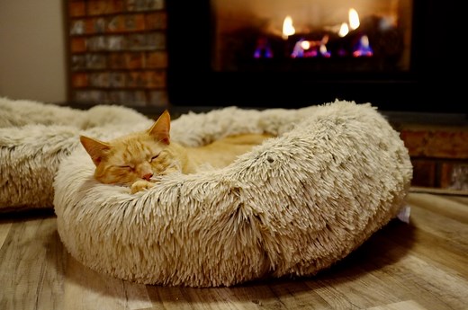 10 Best Heated Cat Beds in 2025 (Buyer's Guide)