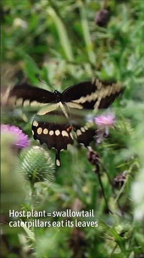 Giant swallowtail butterflies need this Midwest native shrub from the citrus family