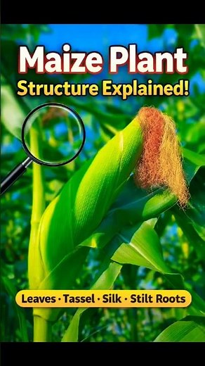 “Maize Plant Parts Explained 🌽 |Tassel & Stilt Roots#shorts#new#BotanyShorts#flowers#ytshorts#yt