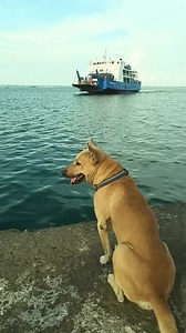 289K views · 13K reactions |  "Filipino pride with four legs and a wagging tail — helping ships dock safely!"  Share to salute this amazing dock dog! Part 1 #kilayandfriends #SmartDogMoves #amazingdog #workingdog #doglover | KILAY and Friends | Facebook