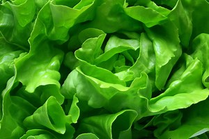 Dole Recalls Salad Kits Across 25 States Due to Potential Listeria Outbreak