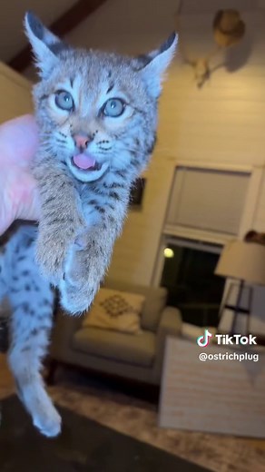 Baby Bobcat in the House - Urban Rescue Ranch