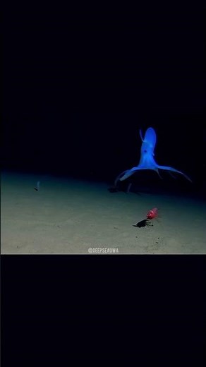 Meet the Cirrothauma magna, also known as the big-eye jellyhead 🐙🐚🪸#nature