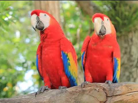 ΠΑΠΑΓΑΛΟΣ ΗΧΟΣ (PARROT SOUND)