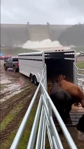 THE DAM STARTED TO FAIL… Rangers Had Minutes to Move the Herd