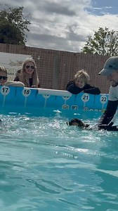 19 week old Jack Russell puppy Ivy did so well for her first swim with her small human 🐾💦💕🇬🇧 | Canine Dip and Dive Maldon