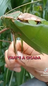 8.2K views · 55 reactions | Have you seen a grasshopper like this? EP#684 #Podcast #Podcasting #TalkShow #Interviews #Conversations #Discussion #News #Entertainment #Guests #Storytelling #Education #Inspiration #Comedy #Culture #currentevents | Your mom's House Podcast | Facebook