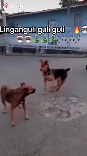 Trend Sound Linggang Guli Guli - Funny Meme Compilation