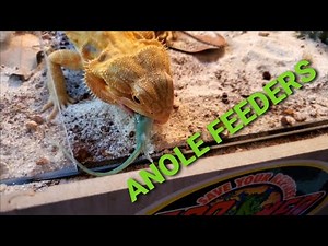 BEARDED DRAGON EATING LIZARDS FOR DINNER