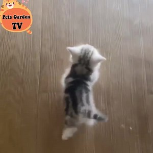 cute tiny in bags 😻 | Animals So Cute