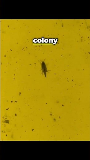 Discover the Secret World of Scuds in Aquariums! 🦐✨