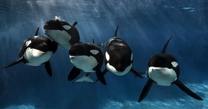 SeaWorld San Diego debuts new Orca show, rides
