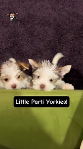 Little Parti Yorkie Puppies #yorkie #yorkielove #yorkshireterrier #yorkiepuppy #yorkiepuppies #yorkielife | I Love Yorkshire Terrier