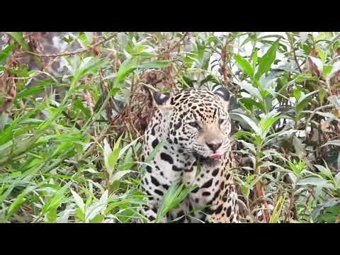 Jaguar - Panthera onca - Record at Porto Jofre - Brazil set24