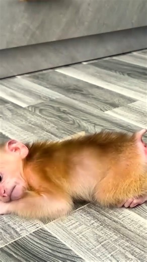101K views · 1K reactions | Following Monkey Mit's feces on the ground, Monkey Kaka yelled for Mother. #Monkeylife #babymonkey #Reels #Facebookreels | Family Animal | Facebook