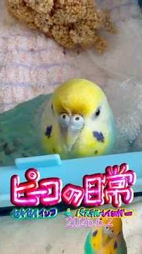 ピーコの日常〜6.2五嶋龍🐲プレイズ💖ヴィターリ💖シャコンヌ🦜✨💖