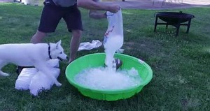 17K views · 408 reactions | Siberian Husky gets an ice pool. Source: imgur | Husky Life | Facebook