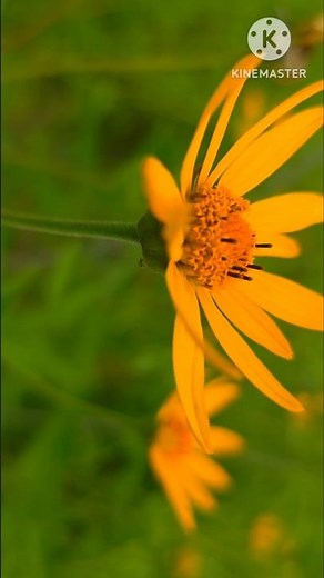 False Sunflower / Heliopsis helianthoides / beautiful natural flowers #shorts #flowers #nature