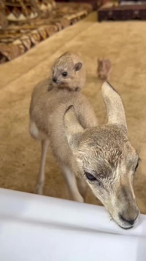 Hyrax Pup's Adorable Jump Fails